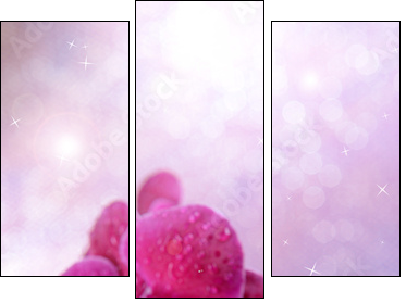 Beautiful blooming orchid  on light color background - Dreiteiliges Leinwandbild, Triptychon