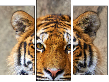 Tiger face up close - Dreiteiliges Leinwandbild, Triptychon