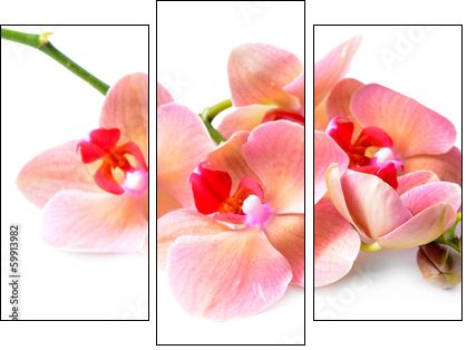 Beautiful blooming orchid isolated on white - Dreiteiliges Leinwandbild, Triptychon