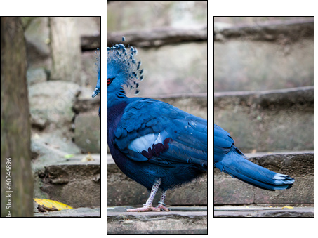Victoria crowned pigeon. Exotic Bird Goura Victoria - Dreiteiliges Leinwandbild, Triptychon