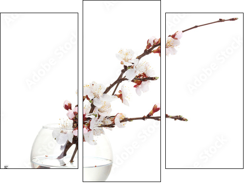 beautiful apricot blossom  in transparent vase isolated - Dreiteiliges Leinwandbild, Triptychon