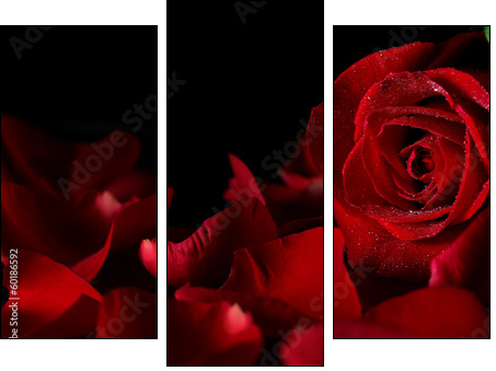 Red rose - Dreiteiliges Leinwandbild, Triptychon