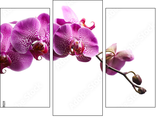Purple orchid flowers isolated on white background - Dreiteiliges Leinwandbild, Triptychon