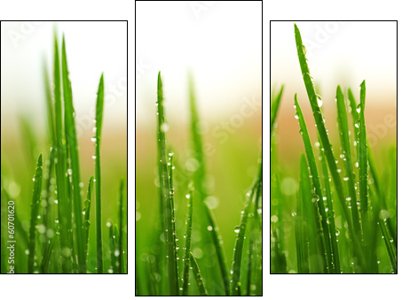 Green wet grass with dew on a blades - Dreiteiliges Leinwandbild, Triptychon