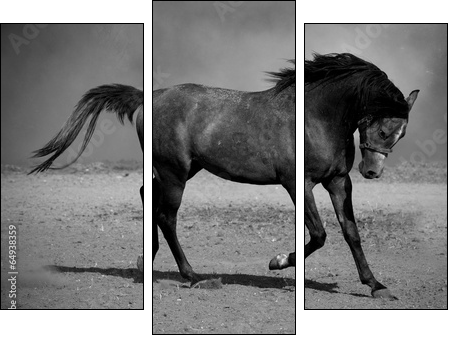 Galloping black horse - Dreiteiliges Leinwandbild, Triptychon