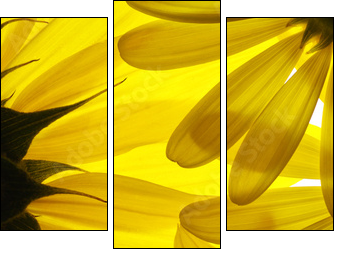 Yellow flowers background - Dreiteiliges Leinwandbild, Triptychon