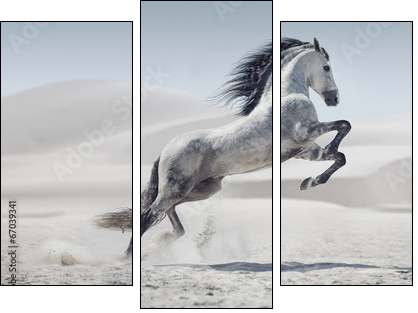 Picture presenting the galloping white horse - Dreiteiliges Leinwandbild, Triptychon
