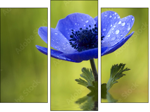 Blue Anemone Flower with Waterdrops - Dreiteiliges Leinwandbild, Triptychon