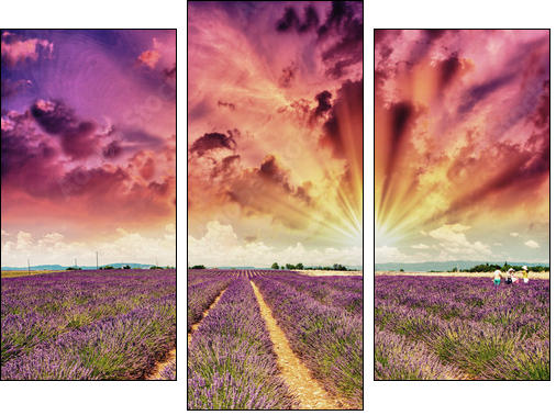 Lavender meadows in summer, Provence - France - Dreiteiliges Leinwandbild, Triptychon