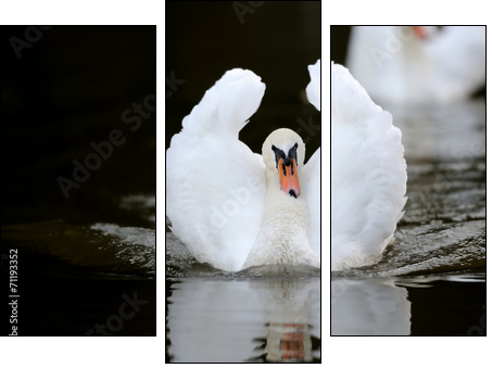 Swan in the lake - Dreiteiliges Leinwandbild, Triptychon