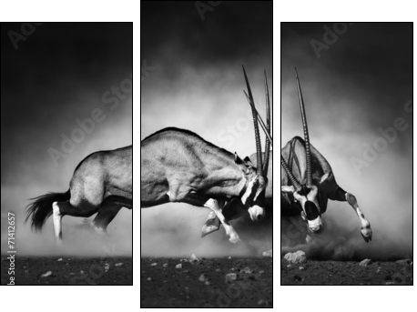 Gemsbok fight - Dreiteiliges Leinwandbild, Triptychon