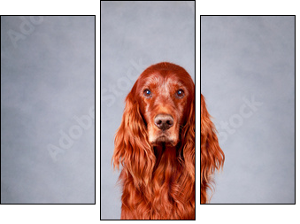 Red irish setter dog - Dreiteiliges Leinwandbild, Triptychon