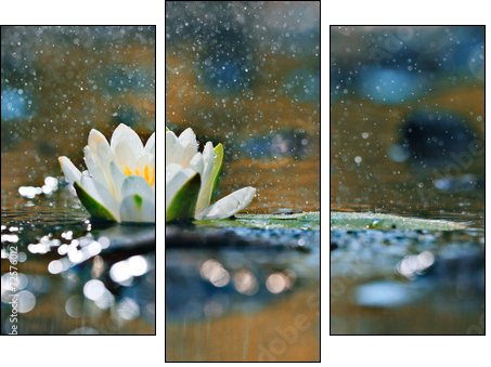 lily pads on the water - Dreiteiliges Leinwandbild, Triptychon