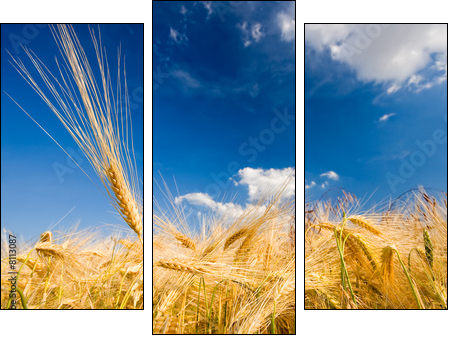getreidehalm - Dreiteiliges Leinwandbild, Triptychon