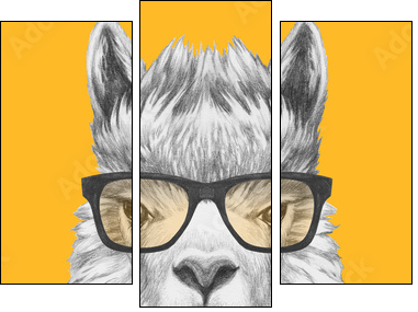 Portrait of Lama with glasses and scarf. Hand drawn illustration. - Dreiteiliges Leinwandbild, Triptychon