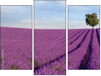 Rich lavender field in Provence with a lone tree - Dreiteiliges Leinwandbild, Triptychon