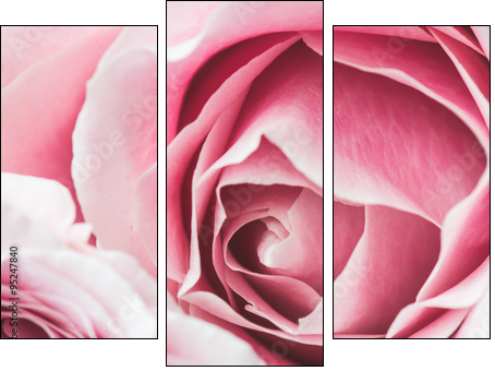 Pink Rose Flower with shallow depth of field and focus the centre of rose flower  - Dreiteiliges Leinwandbild, Triptychon