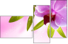 20055851