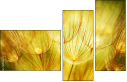 30556275
