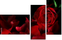 60186592