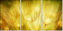 30556275