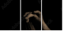 33360952