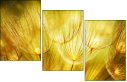 30556275
