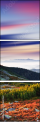 31651562