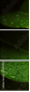 44282430