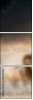 45981925