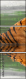 59476374