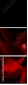 60186592