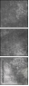 61243496
