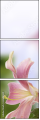 65612504