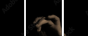 33360952