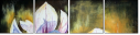 21636905