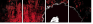 23105278