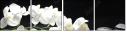 28907767