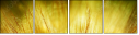 30556275