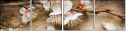 31985632