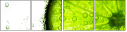 35158909