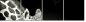 38098957