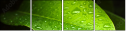 44282430