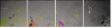 49274954