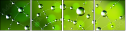 51217403