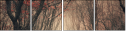 60442499