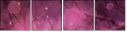 64114474