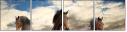 64762247