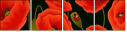 64821989
