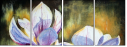 21636905